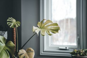 A serene indoor setting featuring a potted Monstera plant near a window.